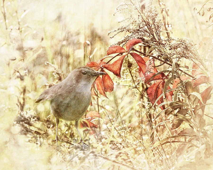 Autumn Catbird Photograph by Sue Capuano