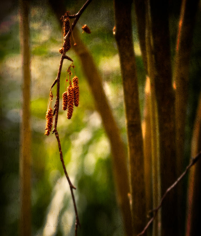 Autumn Catkins in Spring Photograph by Peter V Quenter