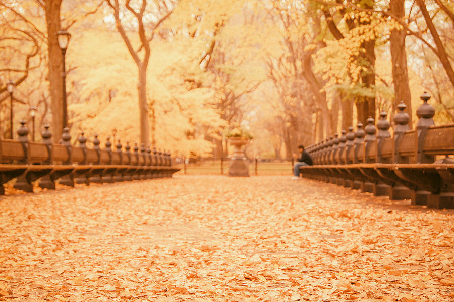 New York City Photograph - Autumn - Central Park Elm Trees - New York City by Vivienne Gucwa