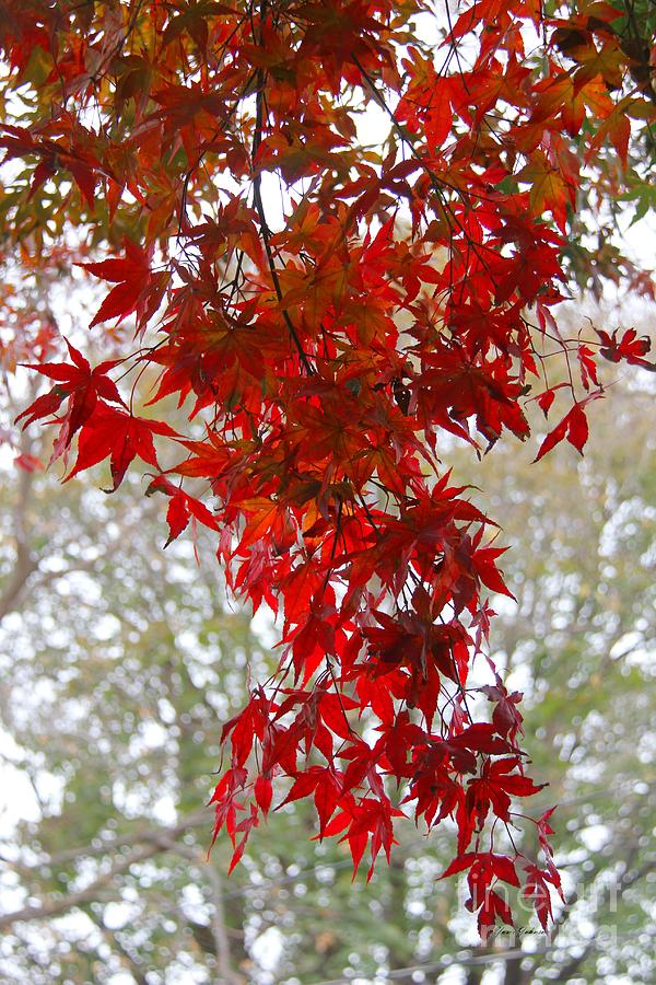 Autumn Curtain  Photograph by Yumi Johnson