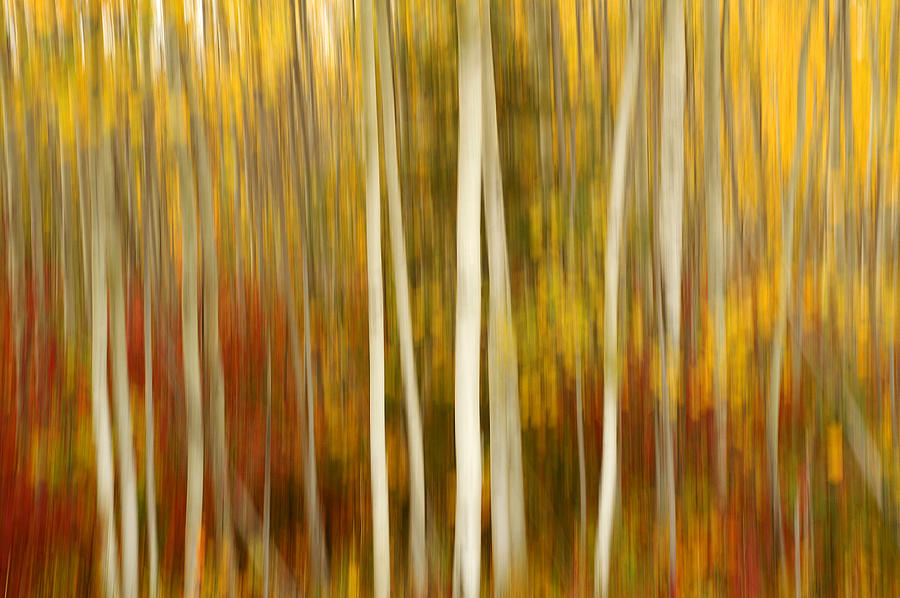 Abstract Impressionism Photograph - Autumn Chorus by Bill Morgenstern