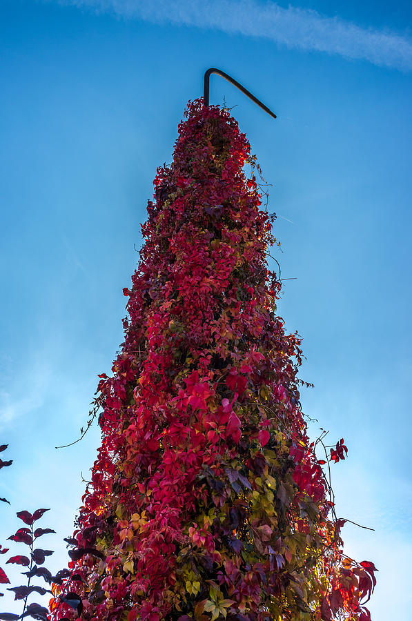 Autumn Christmas Tree Photograph