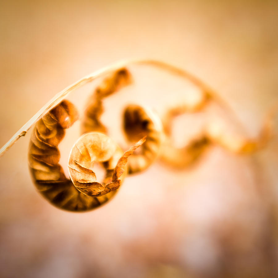 Autumn cinnamon fern dream Photograph by Chris Bordeleau