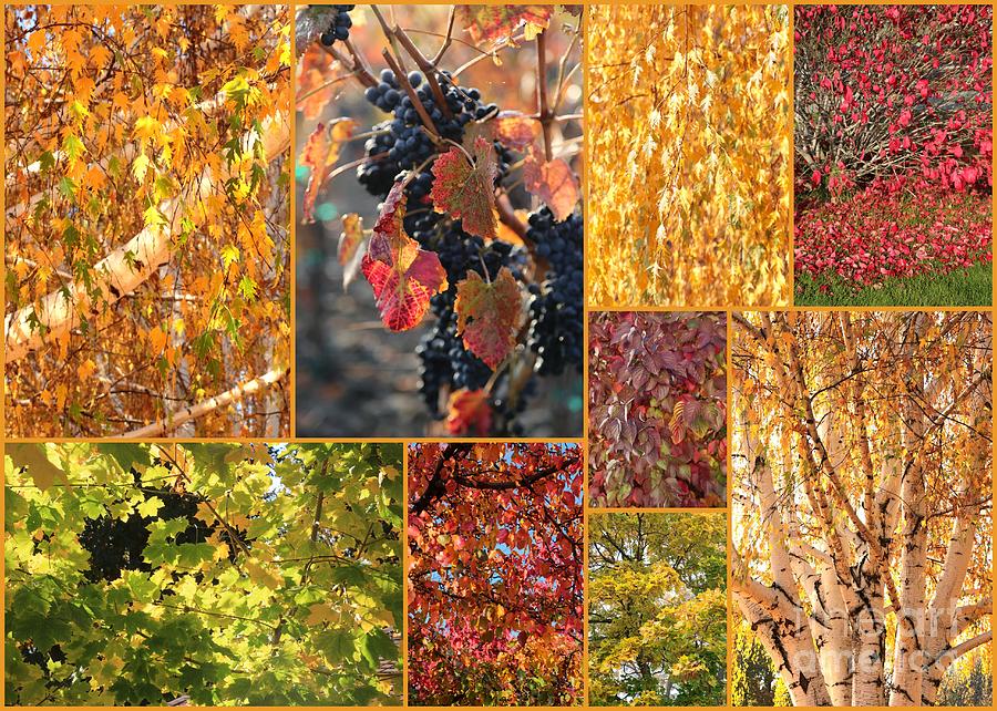 Autumn Collage Photograph by Carol Groenen