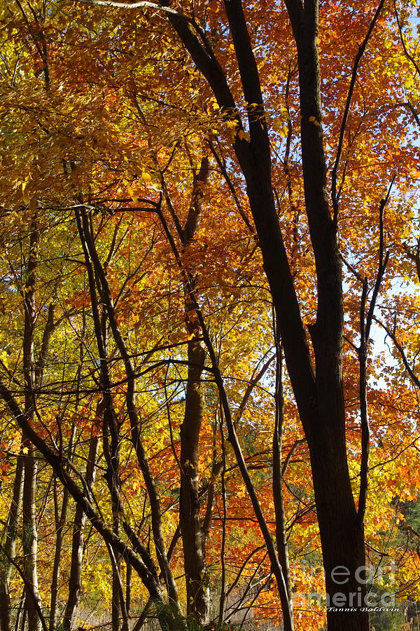 Autumn Color 1 Photograph by Tannis  Baldwin