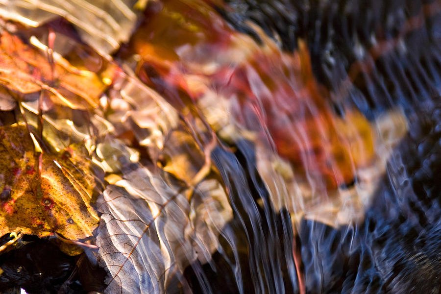 Autumn Color Beneath the Surface Photograph by John Magyar Photography