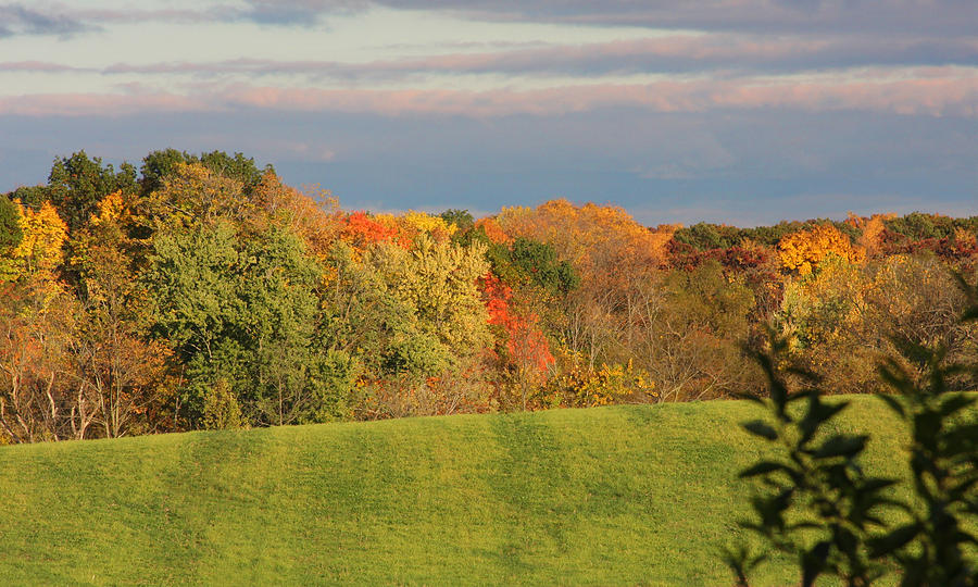Tree Photograph - Autumn Color by Bill Jonas