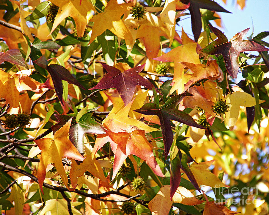 Fall Photograph - Autumn Color by Emily Kelley