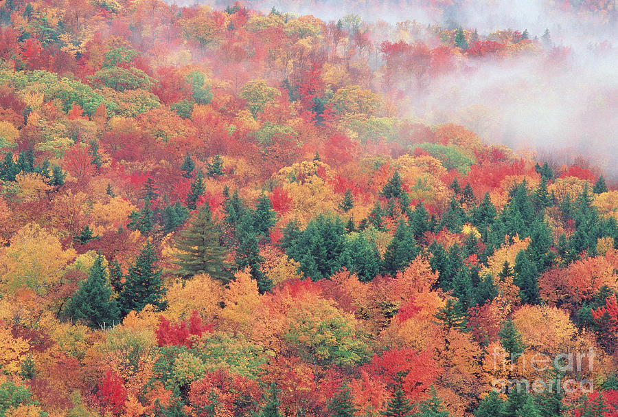 Autumn Color Photograph by George Ranalli