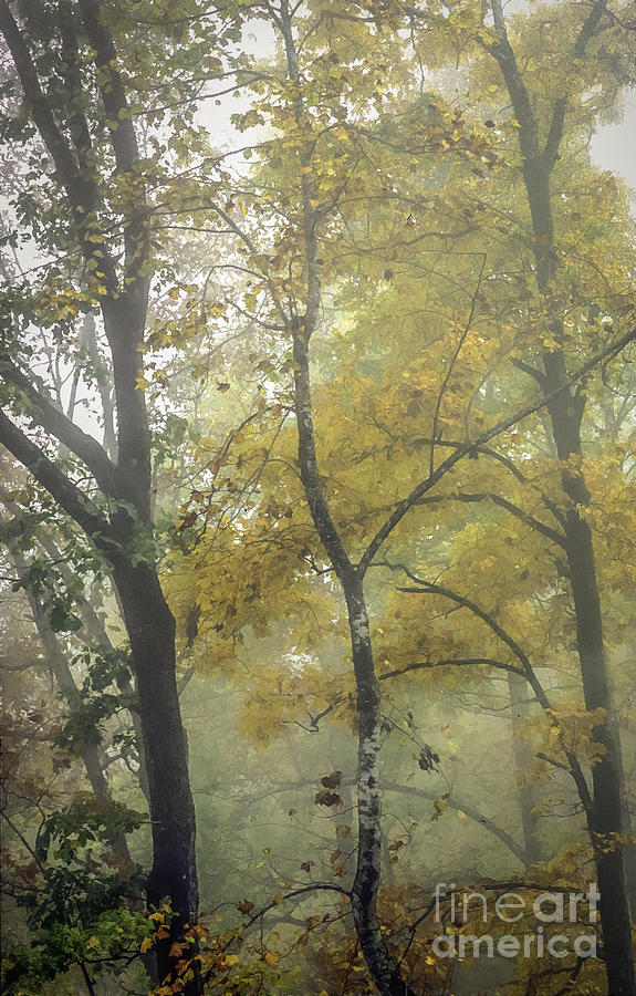 Autumn Color in Fog Photograph by David Waldrop