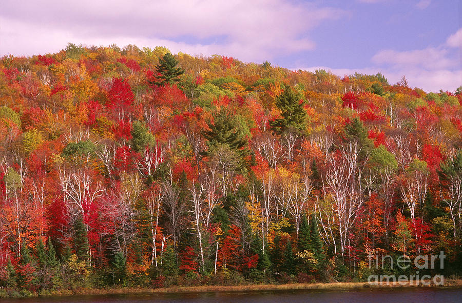 Autumn Color In The Adirondacks, Ny Photograph by George Ranalli