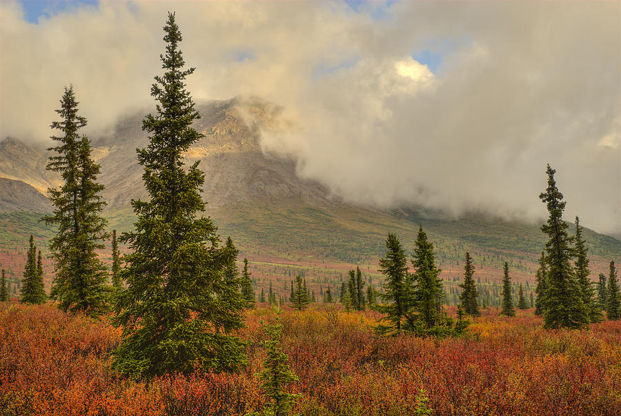 Autumn Color in the Alaska Range Photograph by David Drew