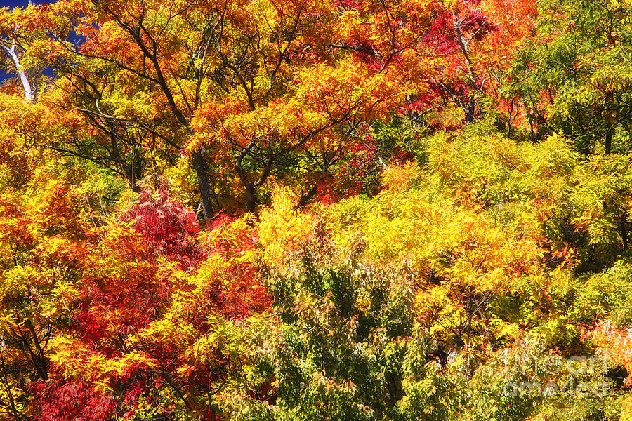 Autumn Color Photograph by Jill Lang