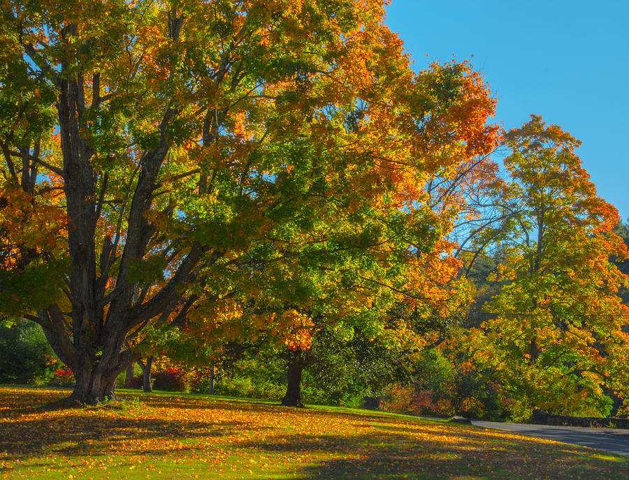 Autumn Color Photograph by Jonathan Steele - Fine Art America