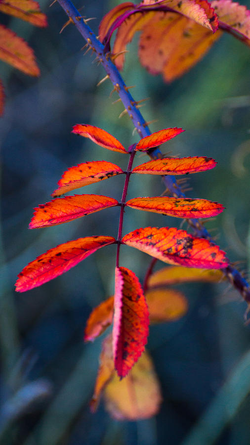 Autumn Color Leaves Photograph