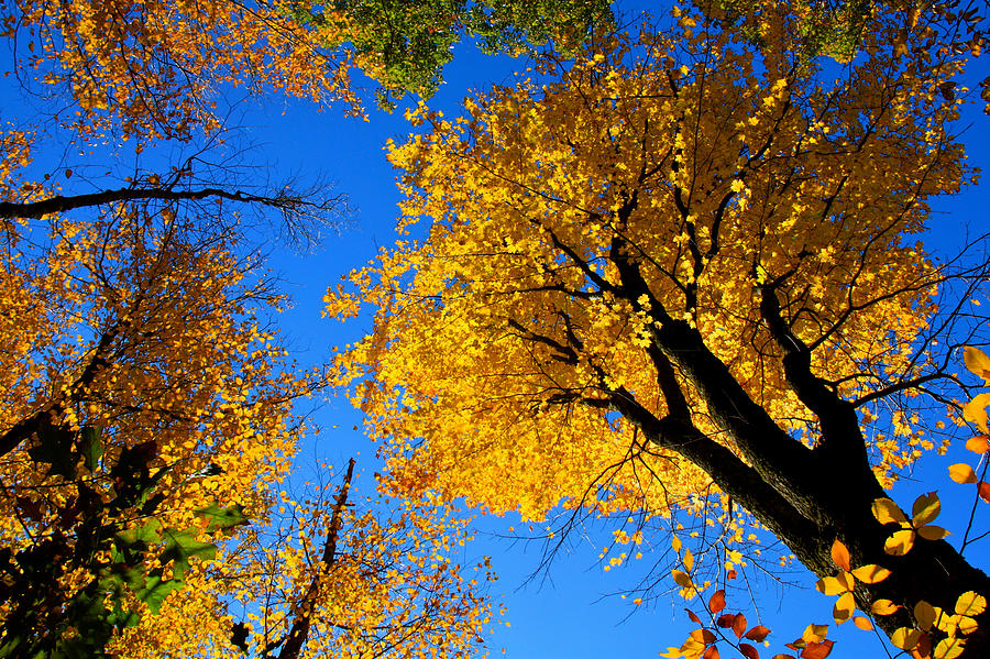 Autumn Color Photograph by Mark Prescott Crannell - Fine Art America