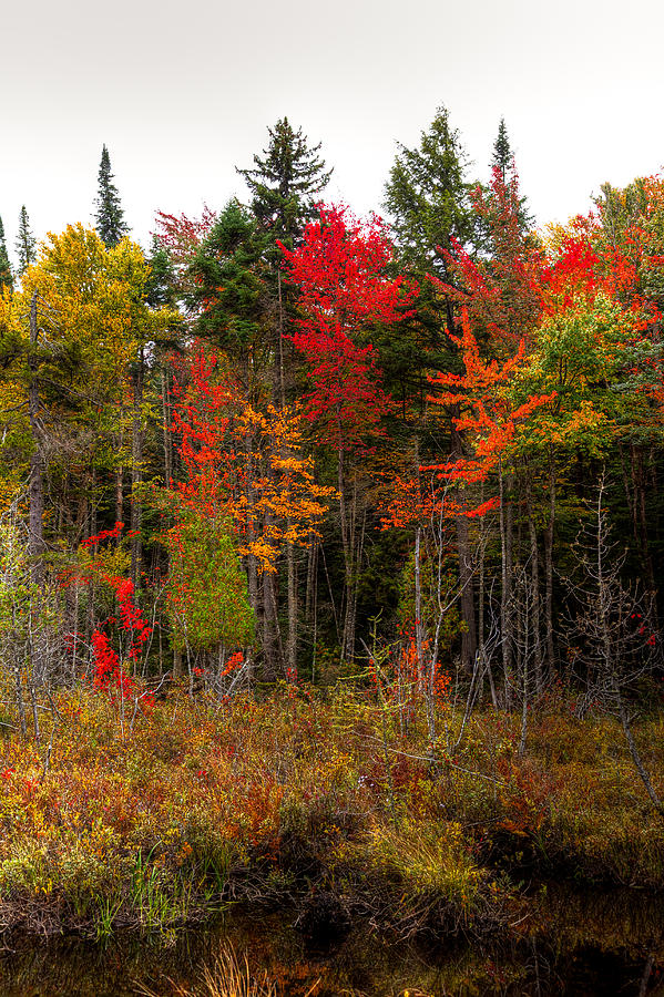 Autumn Color near Raquette Lake Photograph by David Patterson