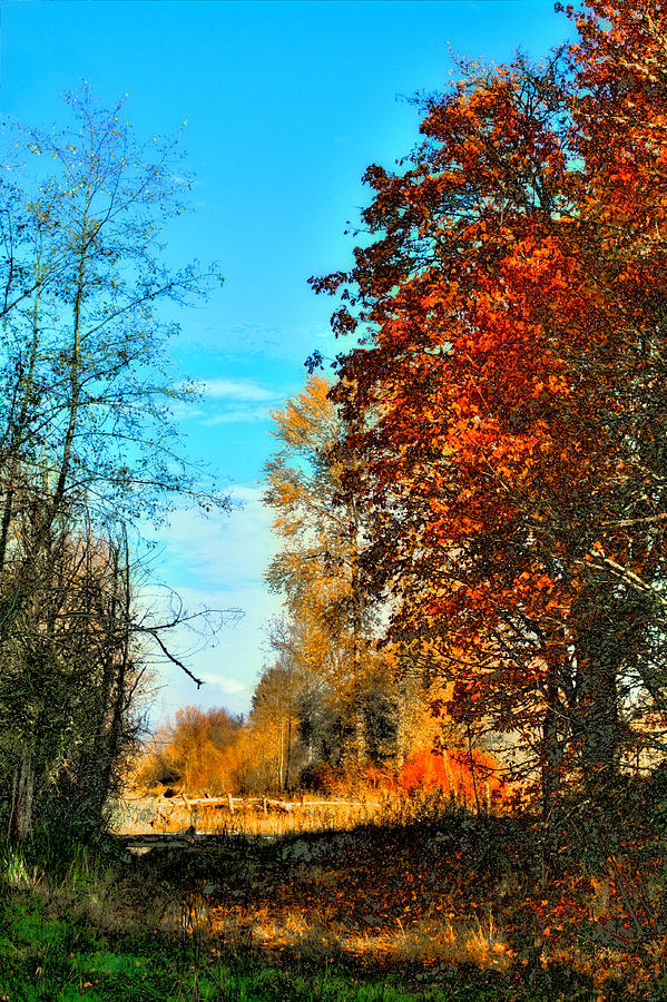 Autumn Color - Nisqually Wildlife Refuge Photograph by David Patterson