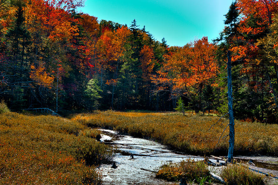 Autumn Color on Fly Pond Photograph by David Patterson