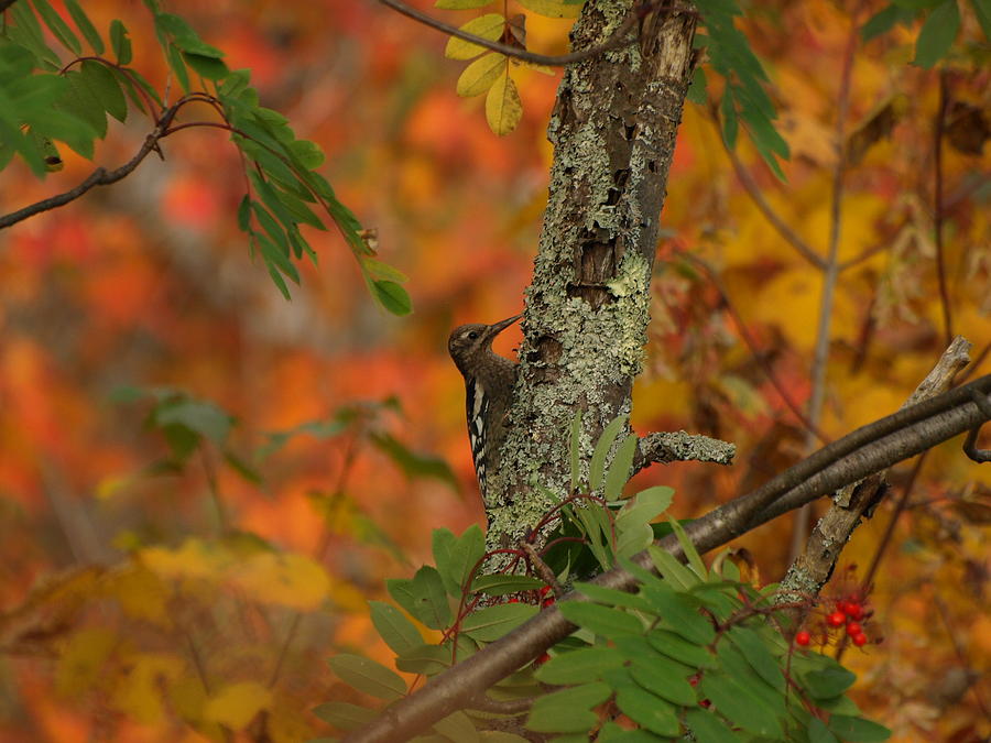 Autumn Color Palette Photograph by James Peterson