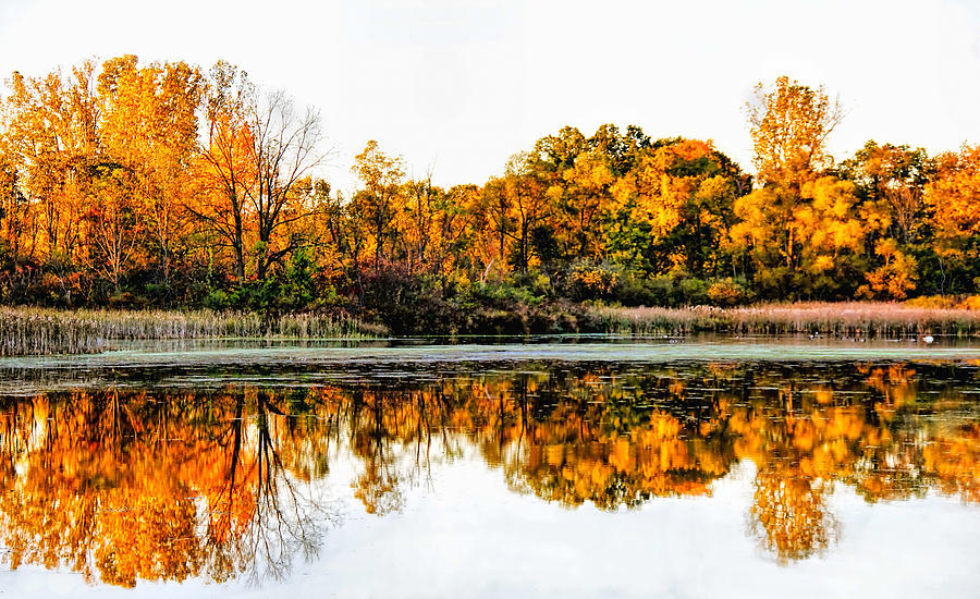 Autumn Color Photograph by Pat Cook