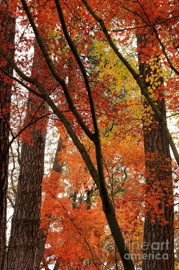 Autumn Color Revival Photograph by Carol Groenen