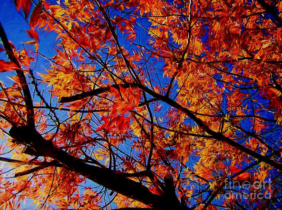 Autumn Color Series 1 Photograph by Shannon Story