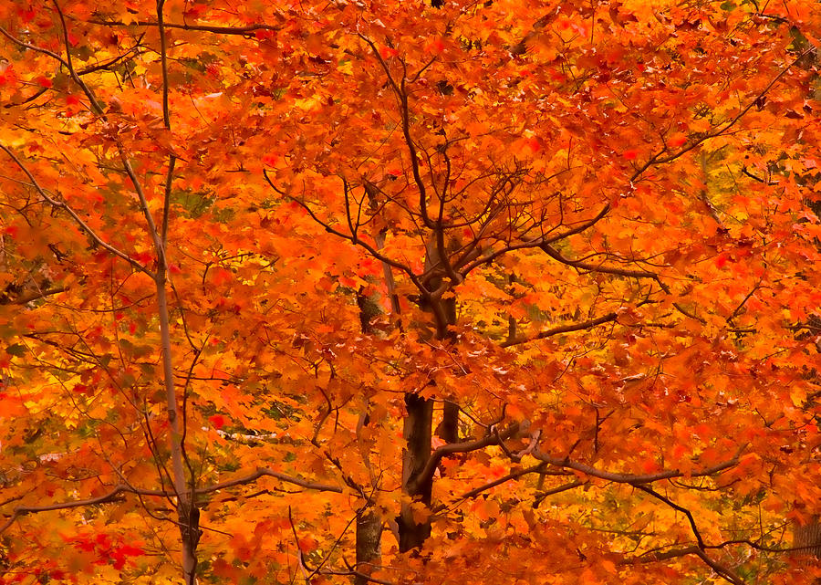 Autumn Color Splash Photograph by Nancy De Flon
