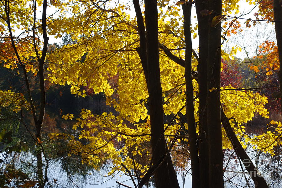 Autumn color Photograph by Tannis  Baldwin