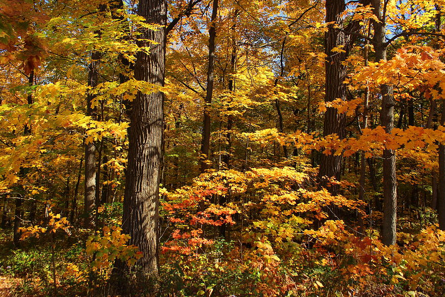 Autumn Color Waves Photograph by Rosanne Jordan - Fine Art America