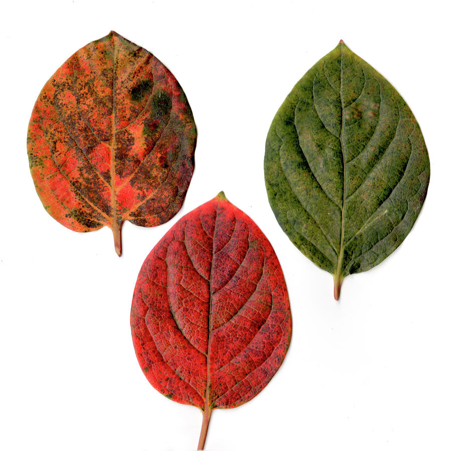 Autumn-colored Persimmon Leaves Photograph by Digipub