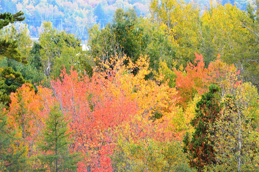 Autumn Coloring Photograph by Lena Hatch