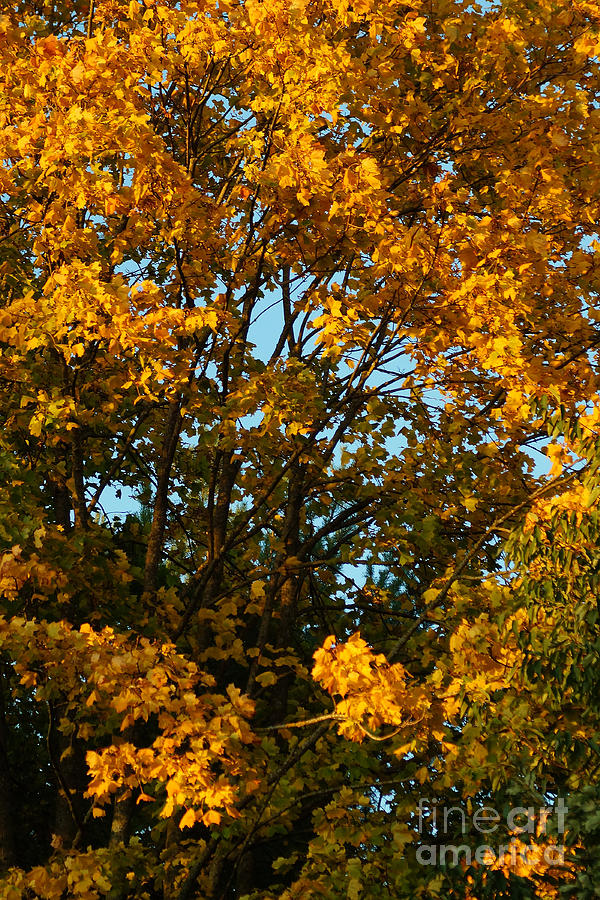 Autumn Colors 11 Photograph by Rudi Prott