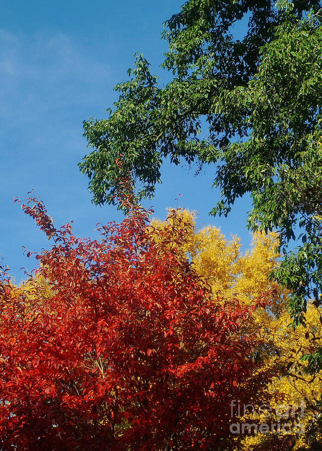 Autumn Colors 14 Photograph by Rudi Prott