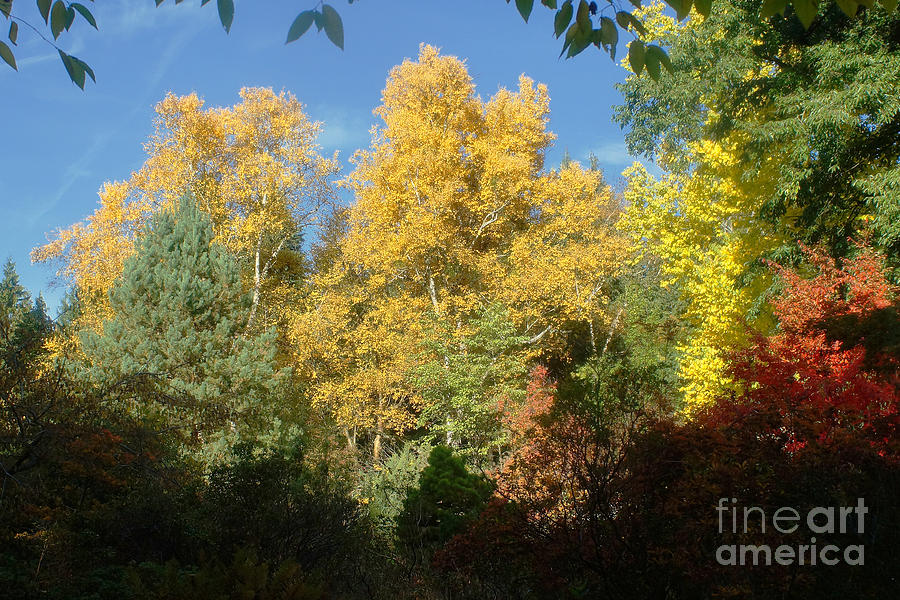 Autumn Colors 17 Photograph by Rudi Prott