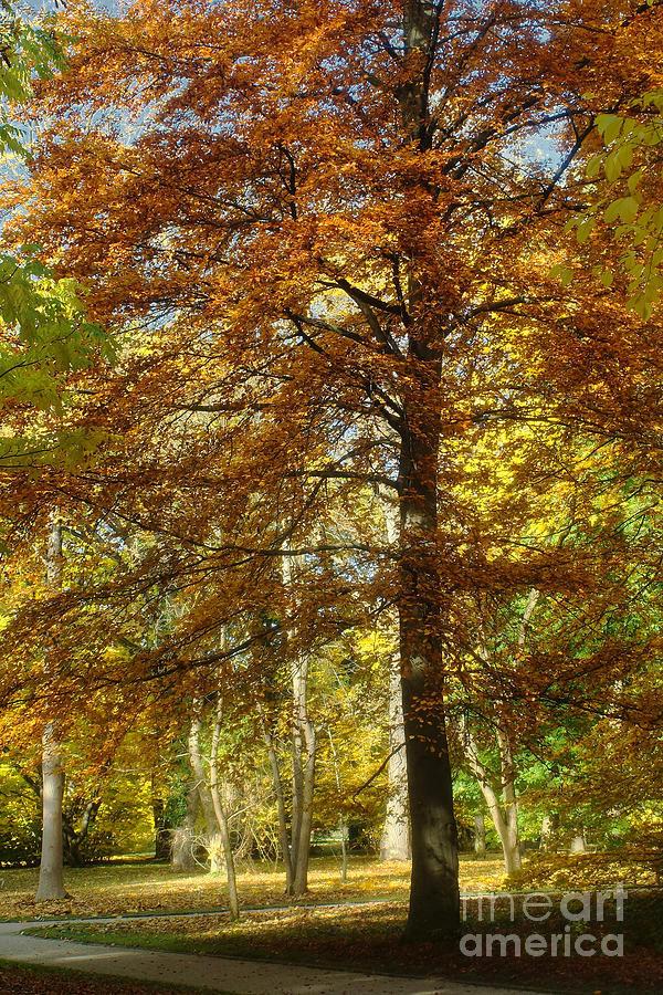 Autumn Colors 19 Photograph by Rudi Prott