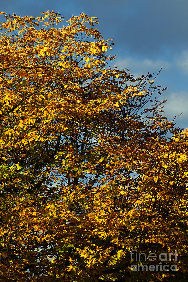 Autumn Colors 5 Photograph by Rudi Prott