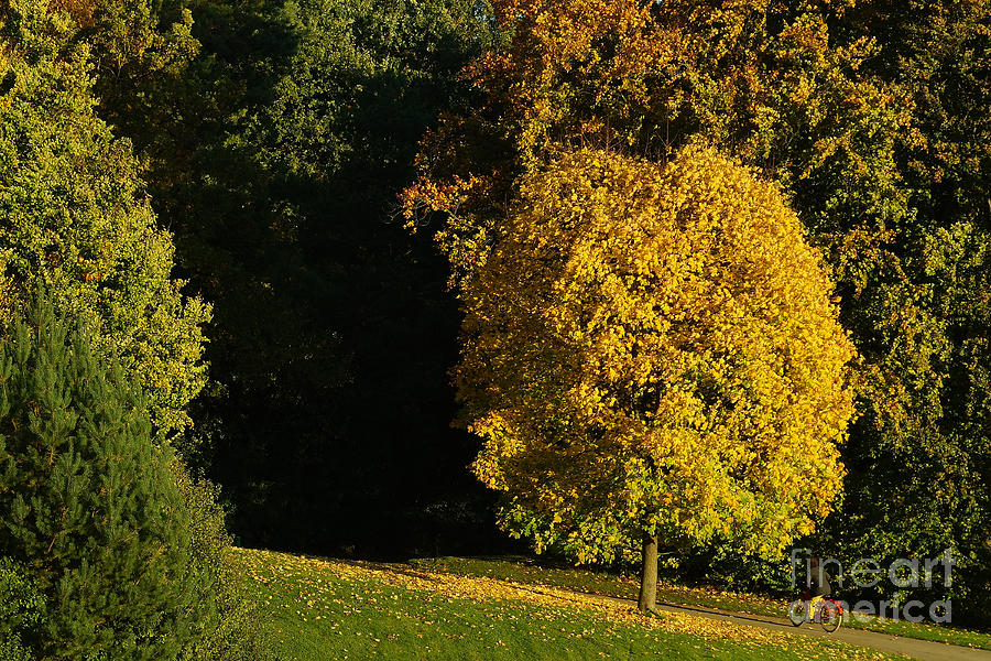 Autumn Colors 7 Photograph by Rudi Prott