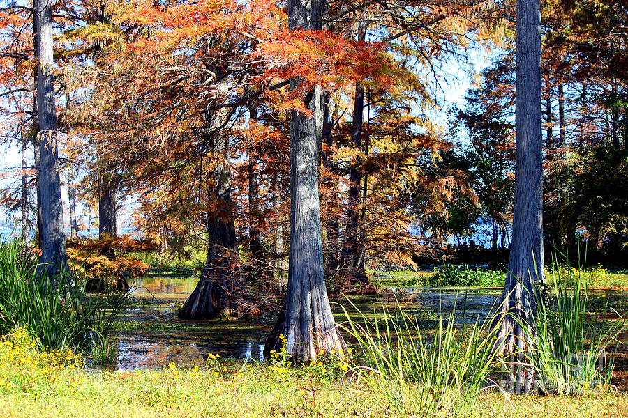 Autumn Colors Adorn Cross Lake in Shreveport Photograph by Kathy  White