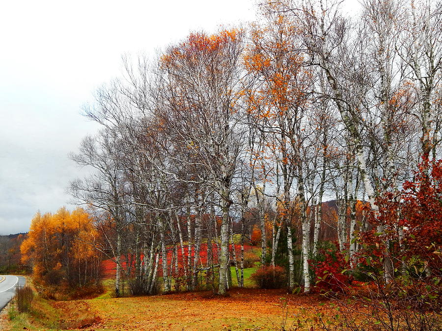 Autumn colors and a red field too Photograph by Priscilla Batzell Expressionist Art Studio Gallery