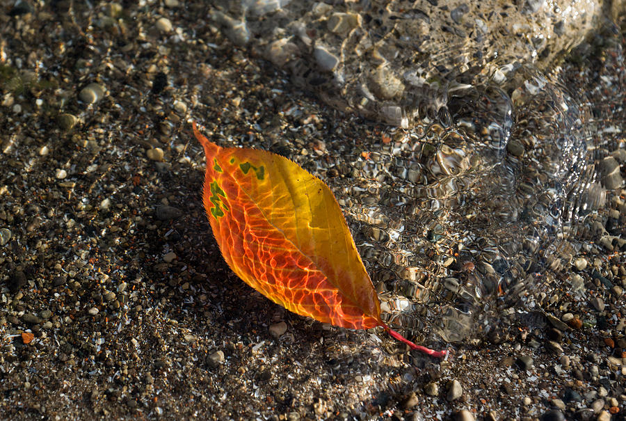 Autumn Colors and Playful Sunlight Patterns - Cherry Leaf Photograph by Georgia Mizuleva