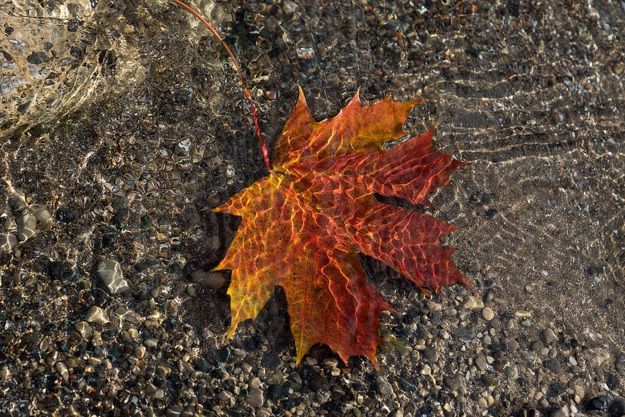 Autumn Colors and Playful Sunlight Patterns - Maple Leaf Photograph by Georgia Mizuleva