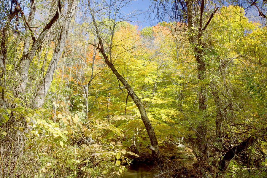Philadelphia Photograph - Autumn Colors and Textures in a Pennsylvania Forest by A Macarthur Gurmankin