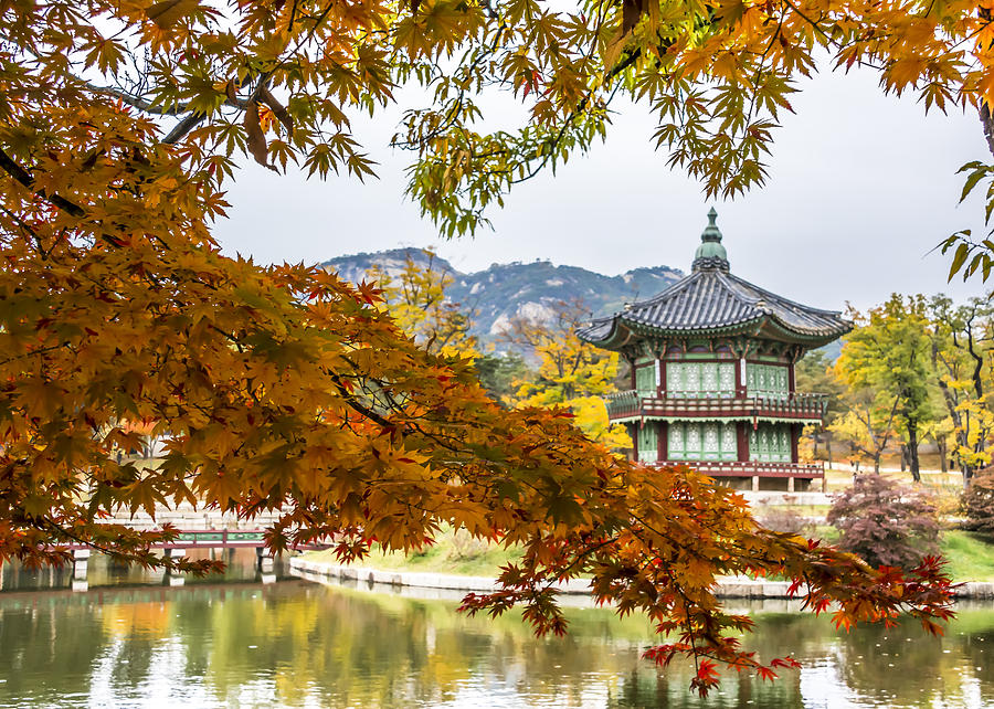 Autumn colors around Gyeongbokgung palace in South Korea. Photograph by Kriangkrai Thitimakorn