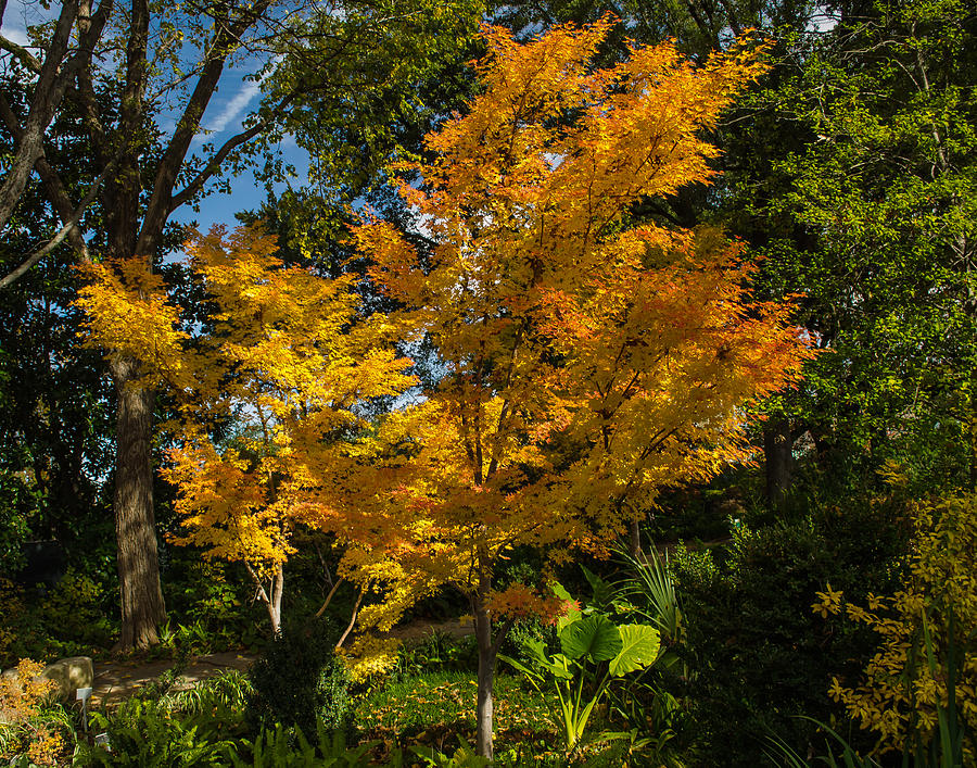Dallas Photograph - Autumn Colors at Dallas Arboretum  by Allen Sheffield