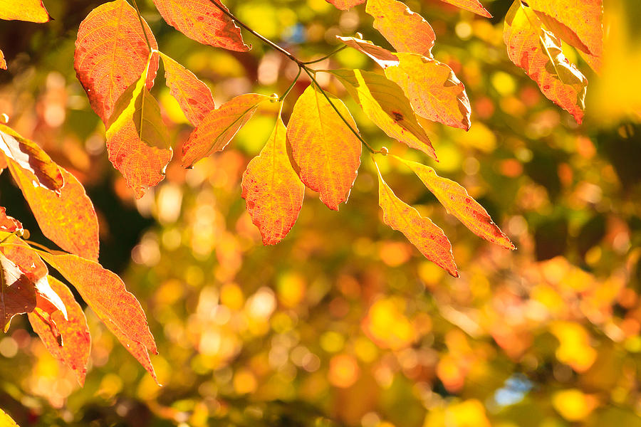 Autumn Colors Photograph by Ben Graham