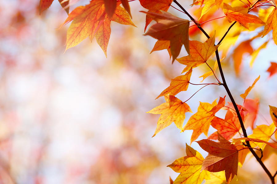 Autumn Colors Photograph by Bgfoto