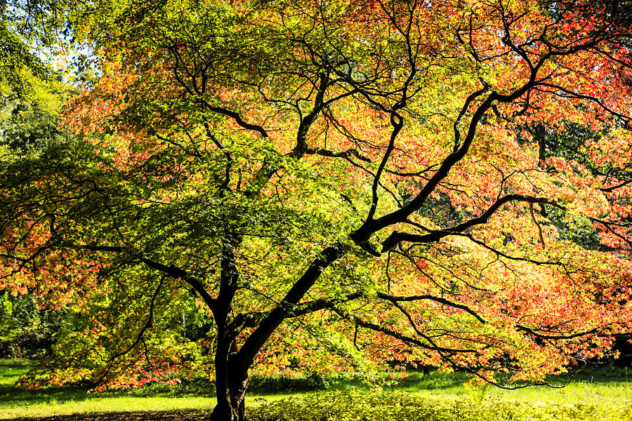 Autumn colors Photograph by Chris Smith