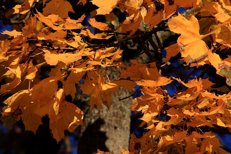 Autumn Colors Photograph by David Dufresne
