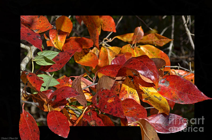 Autumn Colors Photograph by Debbie Portwood